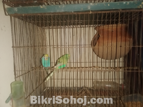 বারজিগার পাখি